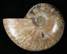 Wide Cleoniceras Ammonite #16707-1